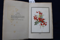 1930'S FLOWERS OF BERMUDA SOFTCOVER BOOK BY MAY MIDDLETON - K 1450