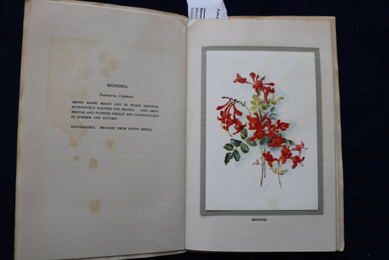 1930'S FLOWERS OF BERMUDA SOFTCOVER BOOK BY MAY MIDDLETON - K 1450