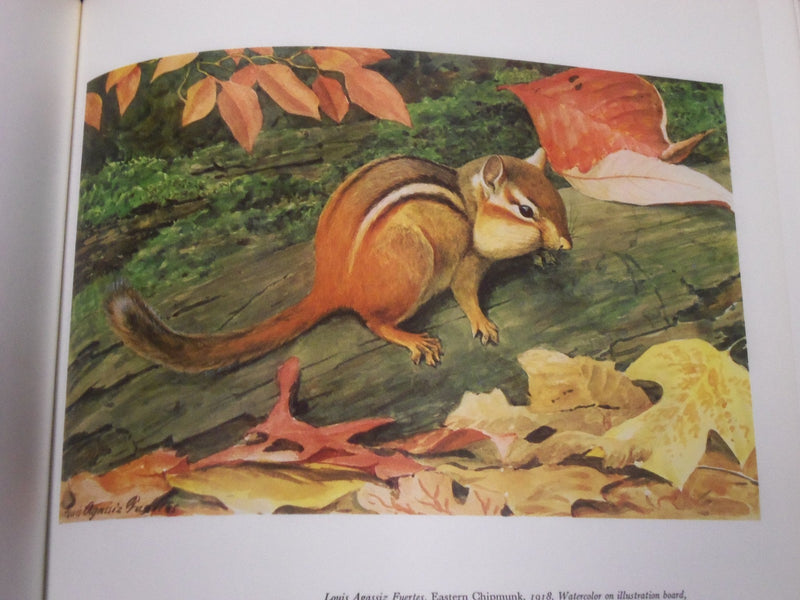 1979 AN AMERICAN BESTIARY BOOK BY MAERY HAVERSTOCK - GREAT ILLUS. - KD 2985