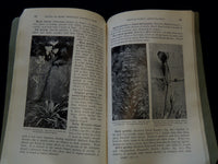 1933 PLANTS OF ROCKY MOUNTAIN NATIONAL PARK BOOK BY RUTH ASHTON - J 7313