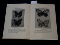 1914 OUR COMMON BUTTERFLIES BOOK BY FRANK E. LUTZ - LEAFLET NO. 38 - J 7301