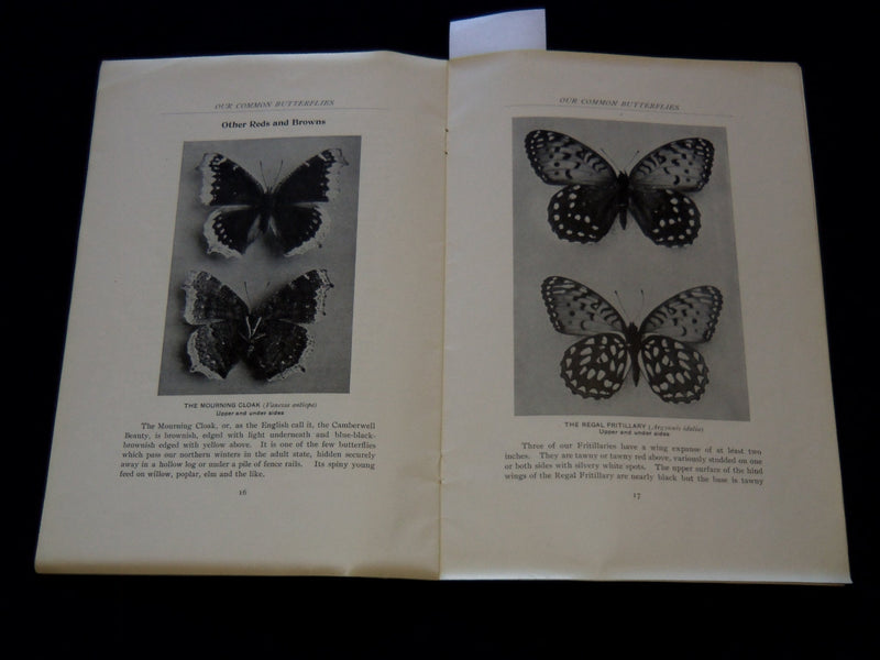 1914 OUR COMMON BUTTERFLIES BOOK BY FRANK E. LUTZ - LEAFLET NO. 38 - J 7301