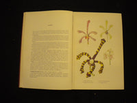 1953 BUNGA ANGGERIK HARDCOVER BOOK BY S.M. LATIF - INDONISIAN TEXT - KD 8134