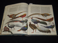 1961 BIRDS OF THE WORLD HARDCOVER BOOK BY OLIVER AUSTIN - NICE ILLUS.- KD 4585K