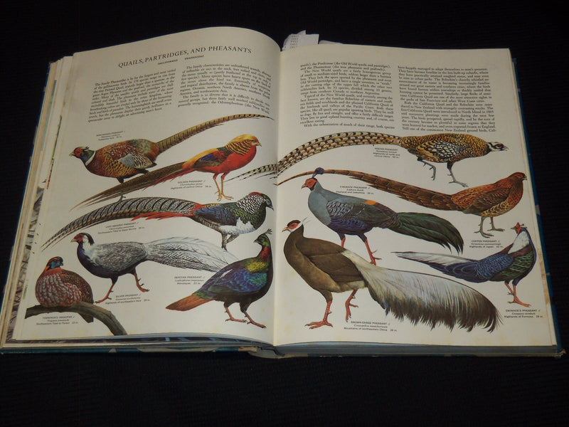 1961 BIRDS OF THE WORLD HARDCOVER BOOK BY OLIVER AUSTIN - NICE ILLUS.- KD 4585K