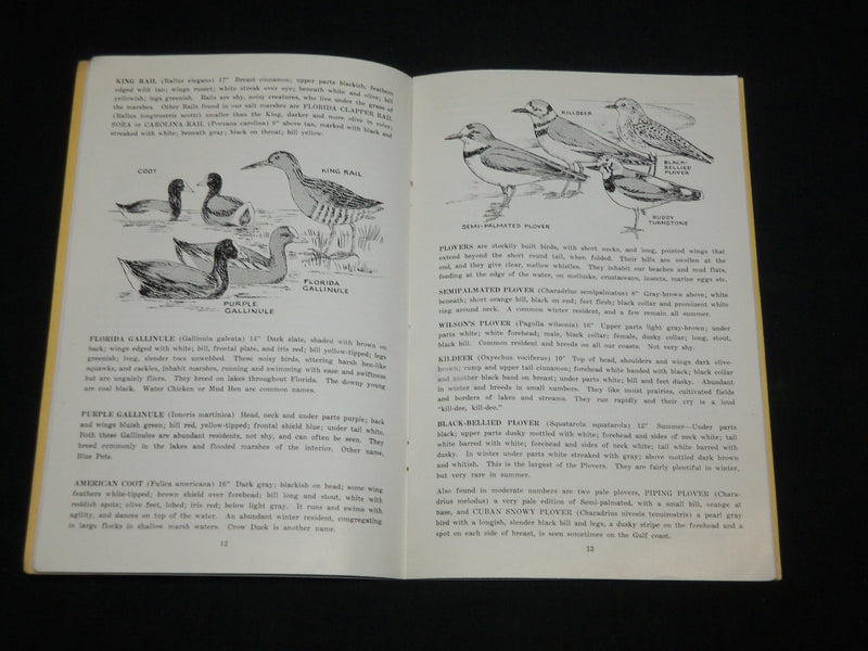 1945 BIRDS OF FLORIDA SOFTCOVER BOOK BY FRANCIS MYLY HALL - J 6563