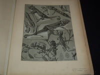 1911 ETUDES D'ANIMAUX FRENCH VOLUME BY M. MEHEUT - 50 ANIMAL PLATES - Z 277