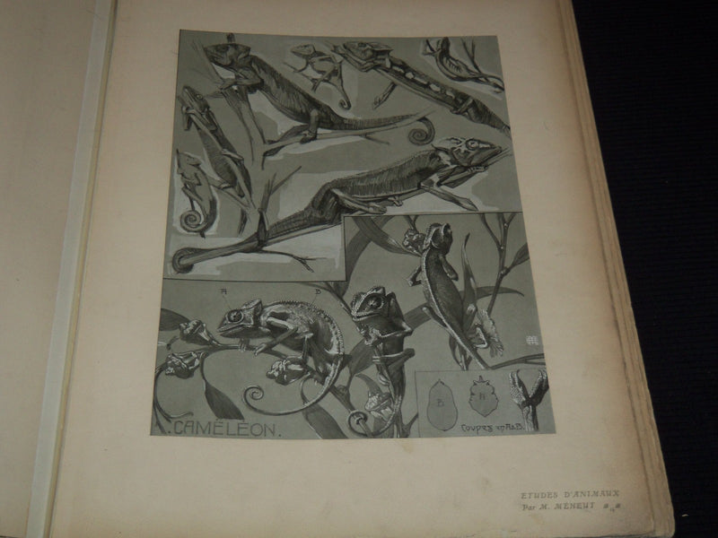 1911 ETUDES D'ANIMAUX FRENCH VOLUME BY M. MEHEUT - 50 ANIMAL PLATES - Z 277