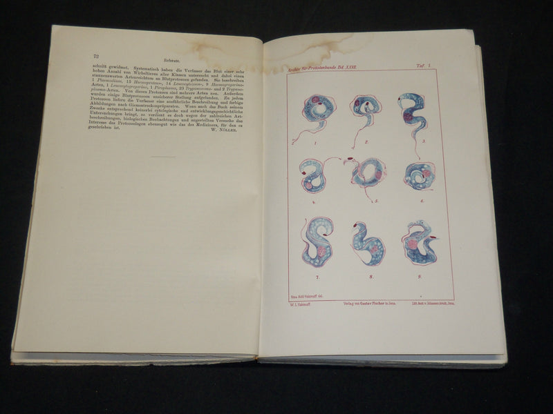 1909-1912 ARCHIV FUR PROTISTENKUNDE GERMAN VOLUME LOT OF 32 - GERMAN - WR 335C