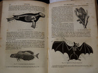 1850 COURS ELEMENTAIRE D'HISTOIRE NATURELLE FRENCH VOLUME - KD 7713