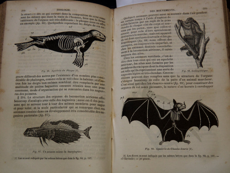 1850 COURS ELEMENTAIRE D'HISTOIRE NATURELLE FRENCH VOLUME - KD 7713