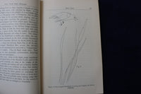 1929 BIRD SONG SOFTCOVER BOOK BY ARETAS A. SAUNDERS-NEW YORK STATE MUSEUM- K 876