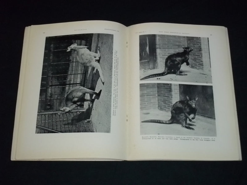 1931 JANUARY-FEBRUARY NEW YORK ZOOLOGICAL SOCIETY BULLETIN - J 5587