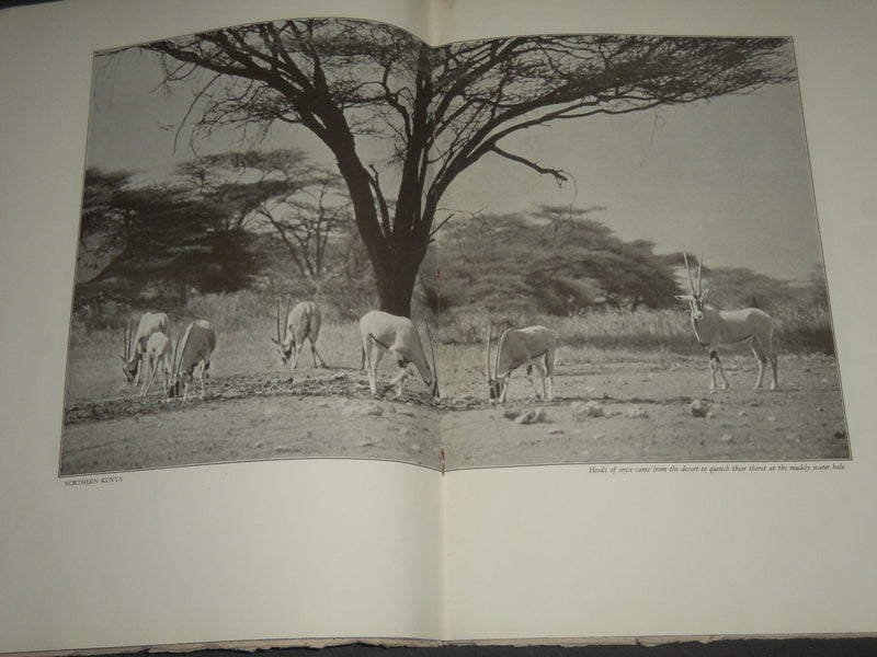 1930 OCTOBER AFRICAN GAME LANDS GRAPHIC MAGAZINE BY PRENTISS N. GRAY - J 2541