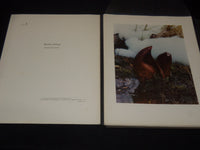 1954 WOODLAND PORTRAITS VOLUME BY JEANNETTE KLUTE - KODAK - 50 PLATES - KD 6247B