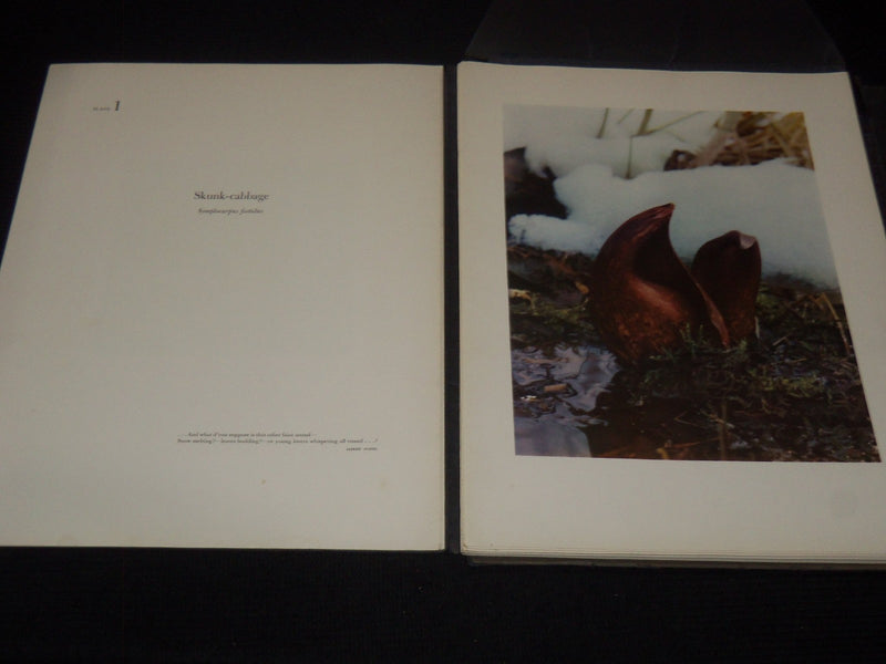 1954 WOODLAND PORTRAITS VOLUME BY JEANNETTE KLUTE - KODAK - 50 PLATES - KD 6247B