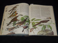 1961 BIRDS OF THE WORLD HARDCOVER BOOK BY OLIVER AUSTIN - NICE ILLUS.- KD 4585K