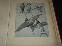 1911 ETUDES D'ANIMAUX FRENCH VOLUME BY M. MEHEUT - 50 ANIMAL PLATES - Z 277