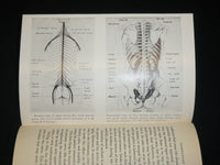 1948 THE BACK AND ITS DISORDERS HARDCOVER BOOK BY PHILIP LEWIN, M. D.- KD 6469