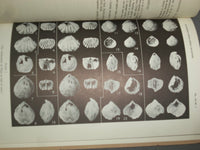 1951 & 1966 SILICIFIED ORDOVICIAN & JURASSIC BRACHIOPOD - LOT OF 2 - J 4959