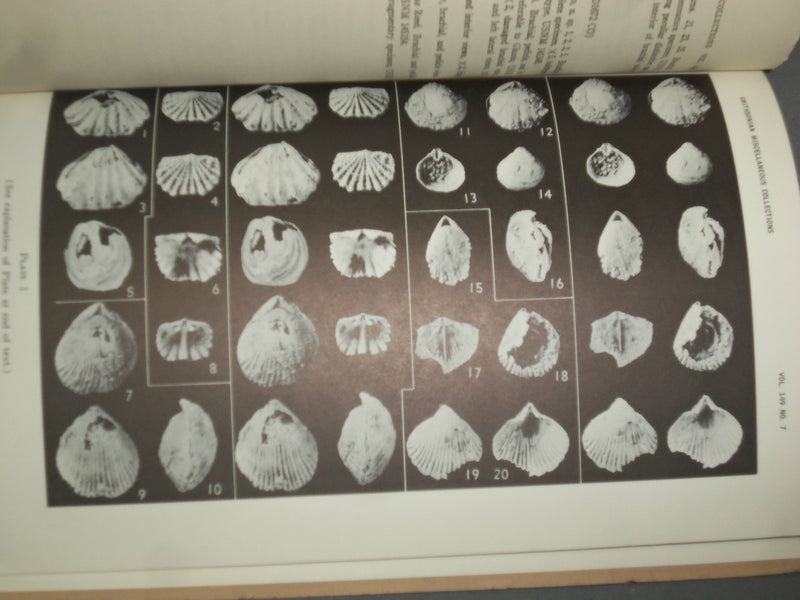 1951 & 1966 SILICIFIED ORDOVICIAN & JURASSIC BRACHIOPOD - LOT OF 2 - J 4959