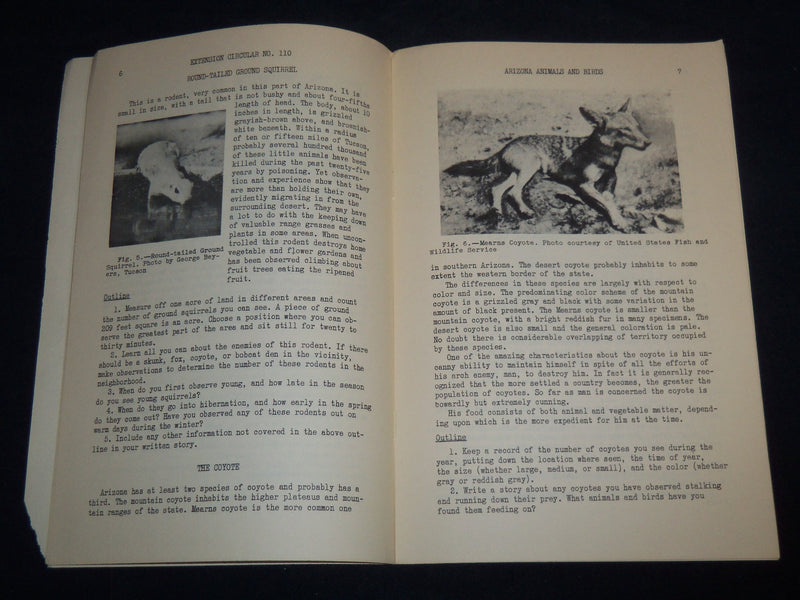 1941 JANUARY ARIZONA ANIMALS AND BIRDS BY C. B. BROWN - WILDLIFE CLUB - J 8591