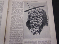 1895-1896 SOUTHERN FLORIST AND GARDENER MAGAZINE LOT OF 6 - LOUISVILLE - O 40