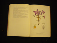 1953 BUNGA ANGGERIK HARDCOVER BOOK BY S.M. LATIF - INDONISIAN TEXT - KD 8134