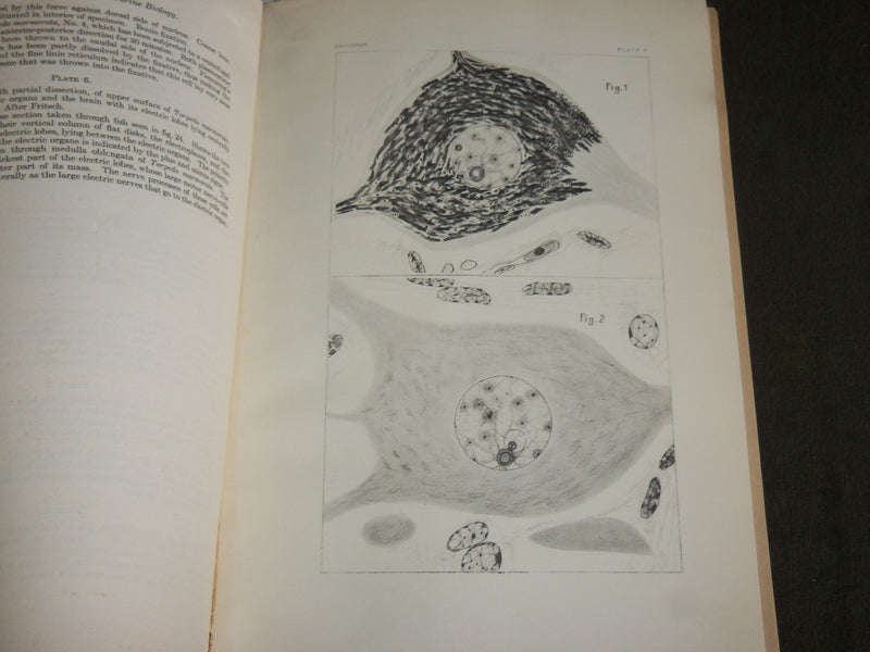 1915 ELECTRIC MOTOR NERVE CELL IN TORPEDOES BOOK BY ULRIC DAHLGREN - J 7115