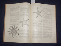 1894 NOV & DEC THE MUSEUM MAGAZINE - ISSUES #1 AND #2 - LOT OF 2 - J 9775