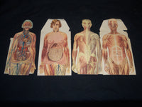 MAN & WOMAN ANATOMY ILLUSTRATED DIAGRAMS LOT OF 2 - NUDE - J 5803