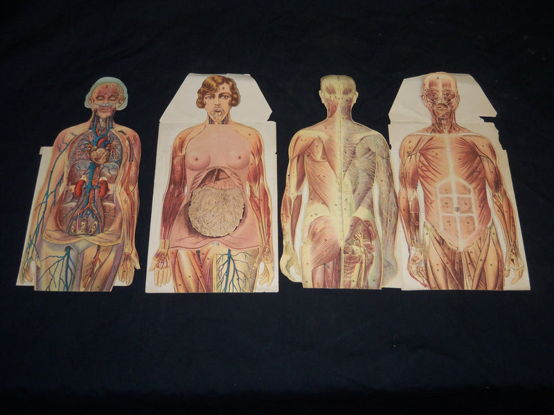 MAN & WOMAN ANATOMY ILLUSTRATED DIAGRAMS LOT OF 2 - NUDE - J 5803