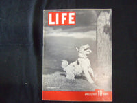 1937 APRIL 5 LIFE MAGAZINE - TERRIER BARKING UP TREE - L 20