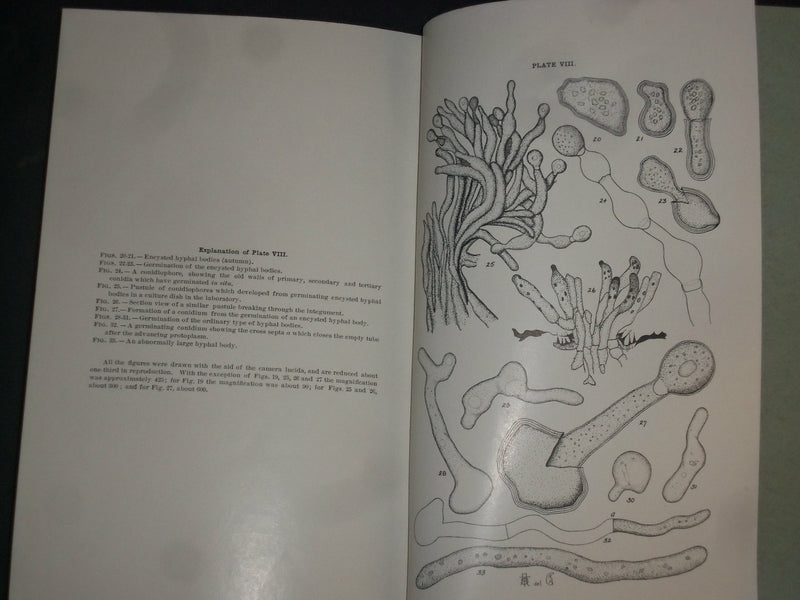 1912 THE ARTIFICIAL USE OF THE BROWN-TAIL FUNGUS OF MASSACHUSETTS- PLATES-J 4385