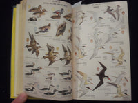 1959 COMPLETE FIELD GUIDE TO AMERICAN WILDLIFE HARDCOVER BOOK - KD 8682