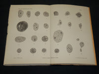 1909-1912 ARCHIV FUR PROTISTENKUNDE GERMAN VOLUME LOT OF 32 - GERMAN - WR 335C