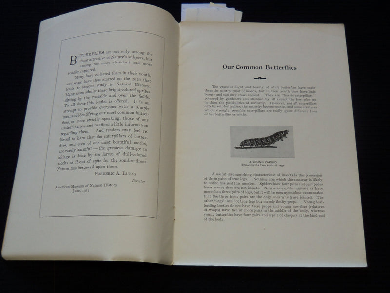 1914 OUR COMMON BUTTERFLIES BOOK BY FRANK E. LUTZ - LEAFLET NO. 38 - J 7301