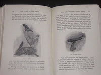 1899 THE STORY OF THE BIRDS BY JAMES NEWTON BASKETT BOOK - KD 5779