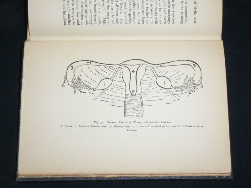 1928 PHYSIOLOGY HARDCOVER BOOK BY V. H. MOTTRAM - KD 2762D