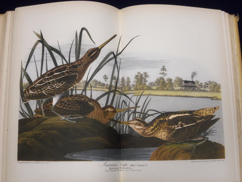 1940 AUDUBON'S AMERICA BOOK EDITED BY DONALD PEATTIE W/ ILLUSTRATIONS - KD 2990