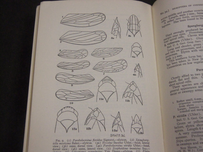 1923 GUIDE TO THE INSECTS OF CONNECTICUT BULLETIN NO. 34 - NICE ILLUS. - KD 988