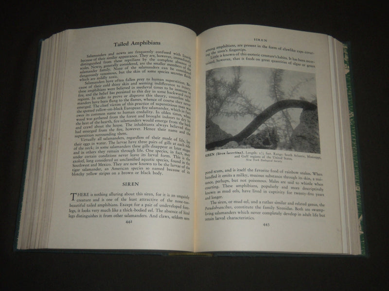 1940 AMERICAN WILD LIFE ILLUSTRATED PHOTOGRAPH BY AUSTIN BAYLITTS BOOK - KD 4233