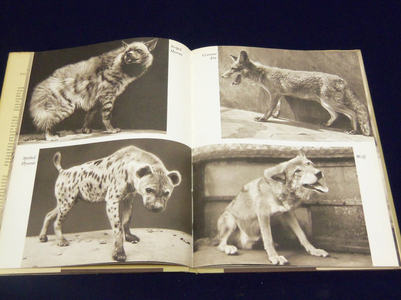 1964 ANIMAL LANGUAGE BOOK B JULIAN HUXLEY + RECORD BY LUDWIG KOCH - KD 3486H