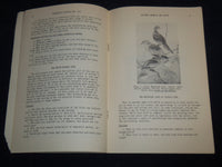 1941 JANUARY ARIZONA ANIMALS AND BIRDS BY C. B. BROWN - WILDLIFE CLUB - J 8591