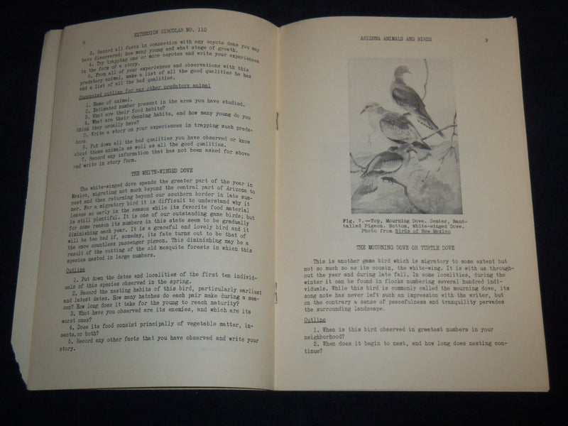 1941 JANUARY ARIZONA ANIMALS AND BIRDS BY C. B. BROWN - WILDLIFE CLUB - J 8591