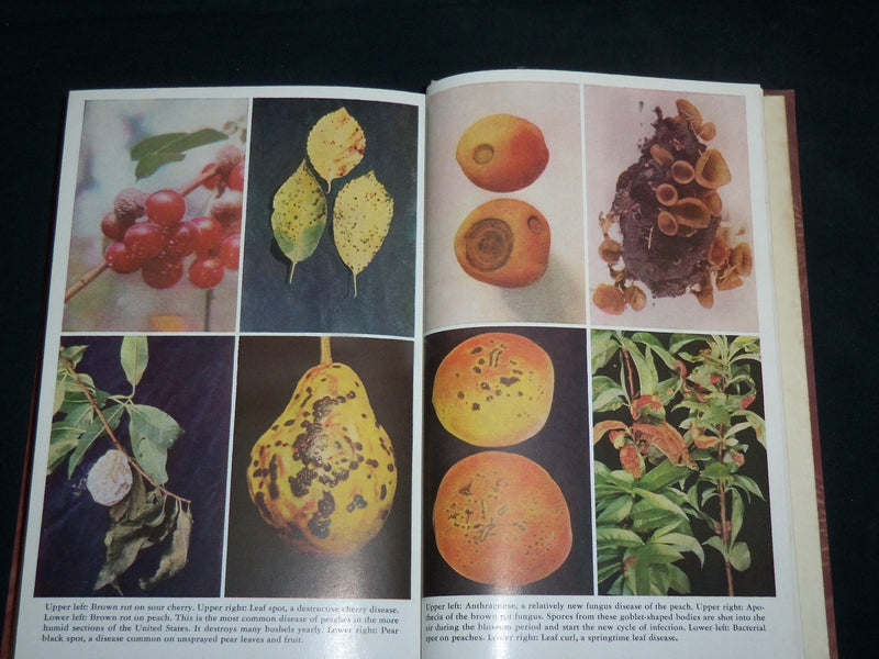 1953 PLANT DISEASES YEARBOOK OF AGRICULTURE HARDCOVER BOOK - KD 6657