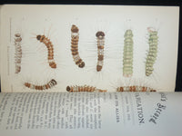 1890-1936 THE ENTOMOLOGIST'S MONTHLY RECORD & JOURNAL OF VARIATION LOT OF 515