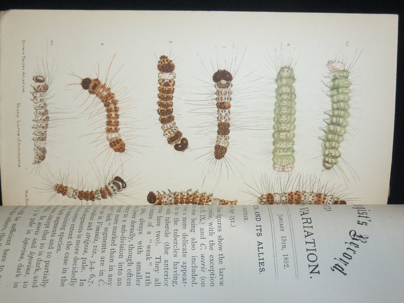 1890-1936 THE ENTOMOLOGIST'S MONTHLY RECORD & JOURNAL OF VARIATION LOT OF 515