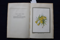 1930'S FLOWERS OF BERMUDA SOFTCOVER BOOK BY MAY MIDDLETON - K 1450