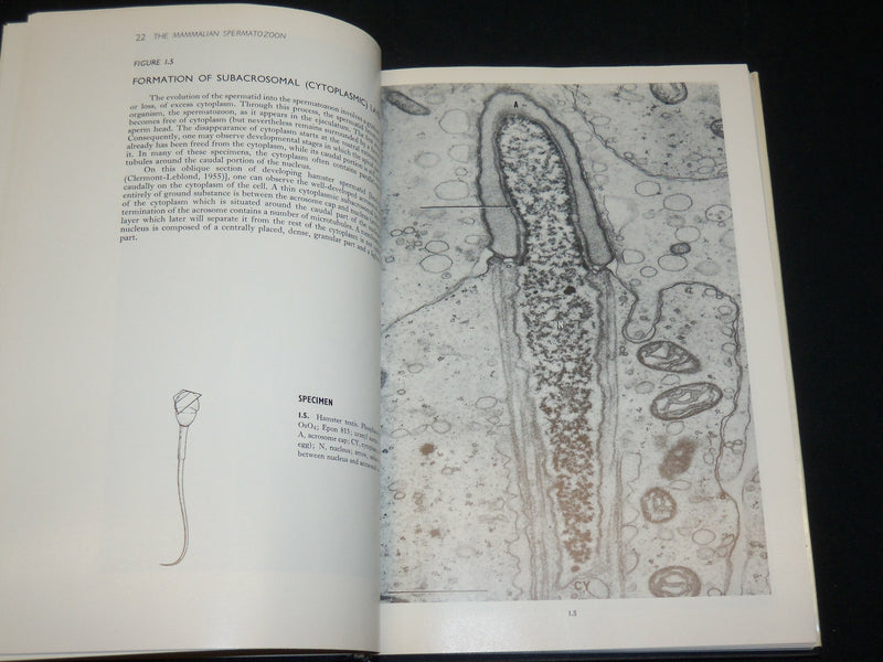 1969 MAMMALIAN FERTILIZATION BOOK BY ROBERT HADEK - KD 2763D